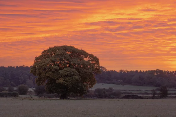 Lone oak tree in a stubble field beneath a fiery orange sunset sky, with woodland on the horizon in autumn.