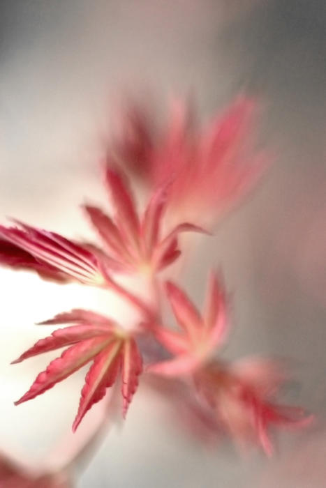 maple leaves