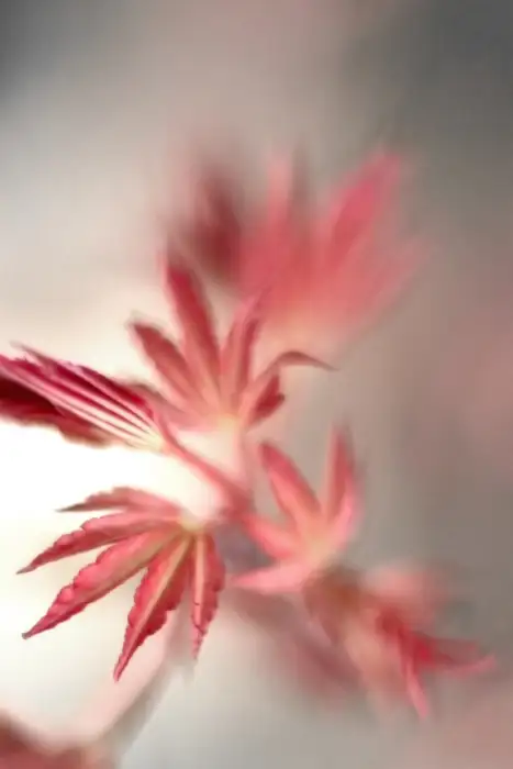 maple leaves