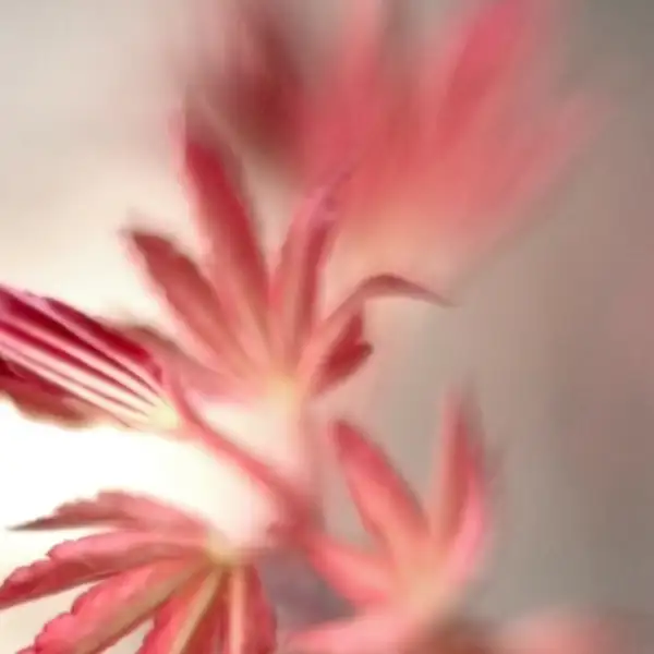 maple leaves
