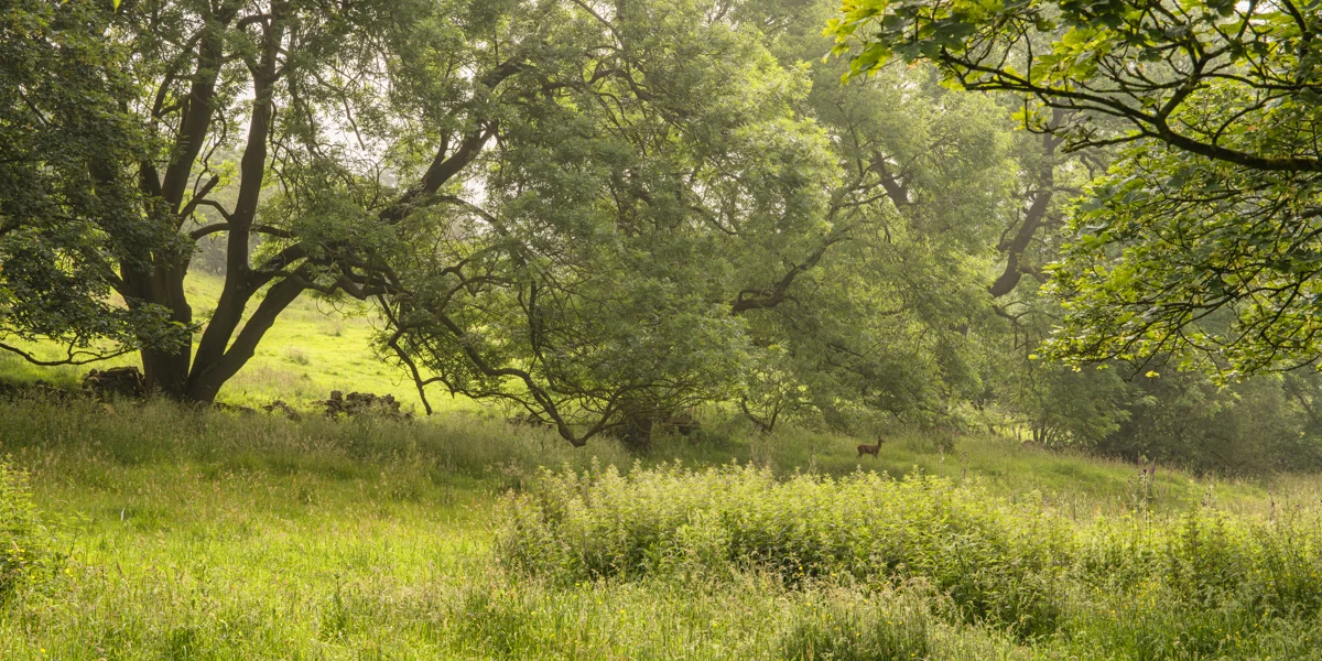Roe deer in a green wildflower meadow beside spreading trees and a drystone wall in soft summer light
