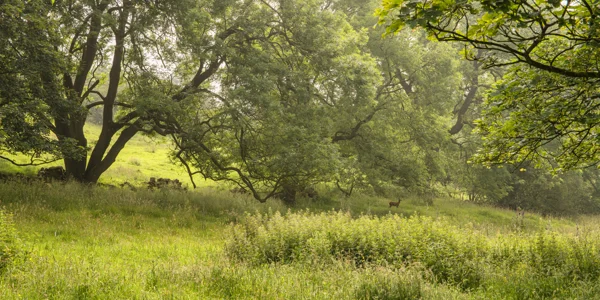 Roe deer in a green wildflower meadow beside spreading trees and a drystone wall in soft summer light