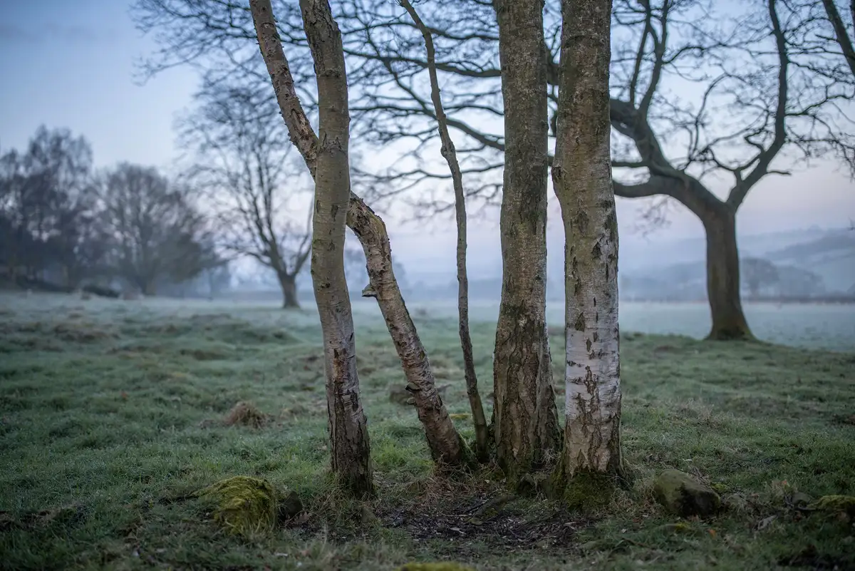Leafless trees with textured trunks stand in a frosty, grassy field. The background features more trees and distant, misty hills under a pale, early morning sky.