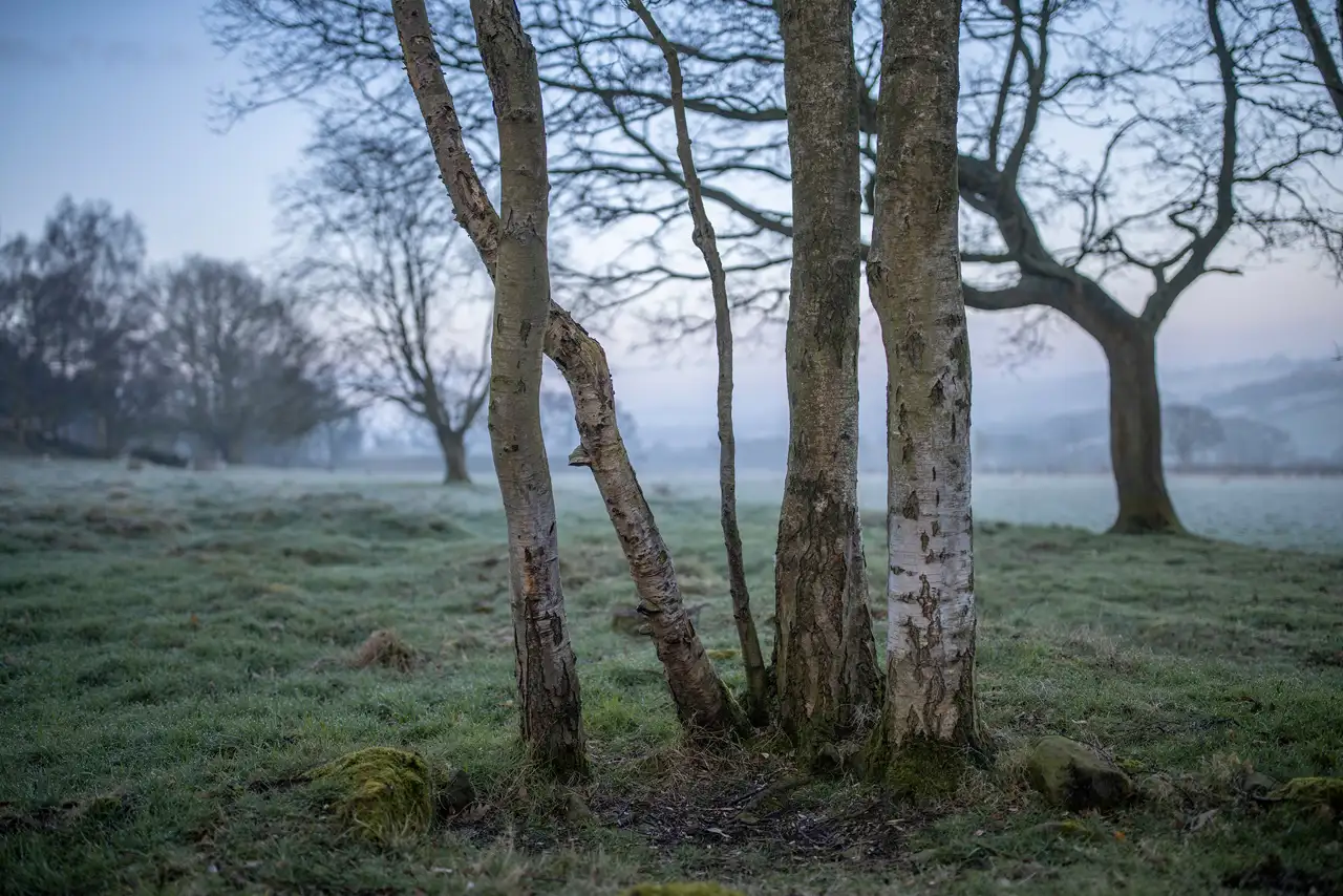 Leafless trees with textured trunks stand in a frosty, grassy field. The background features more trees and distant, misty hills under a pale, early morning sky.