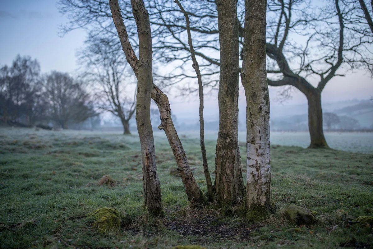 Cluster of silver birch trunks in a frosty parkland meadow at dawn with mist over rolling hills