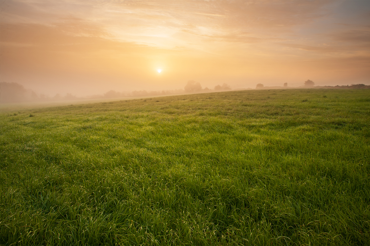 a field of grass with the sun in the background