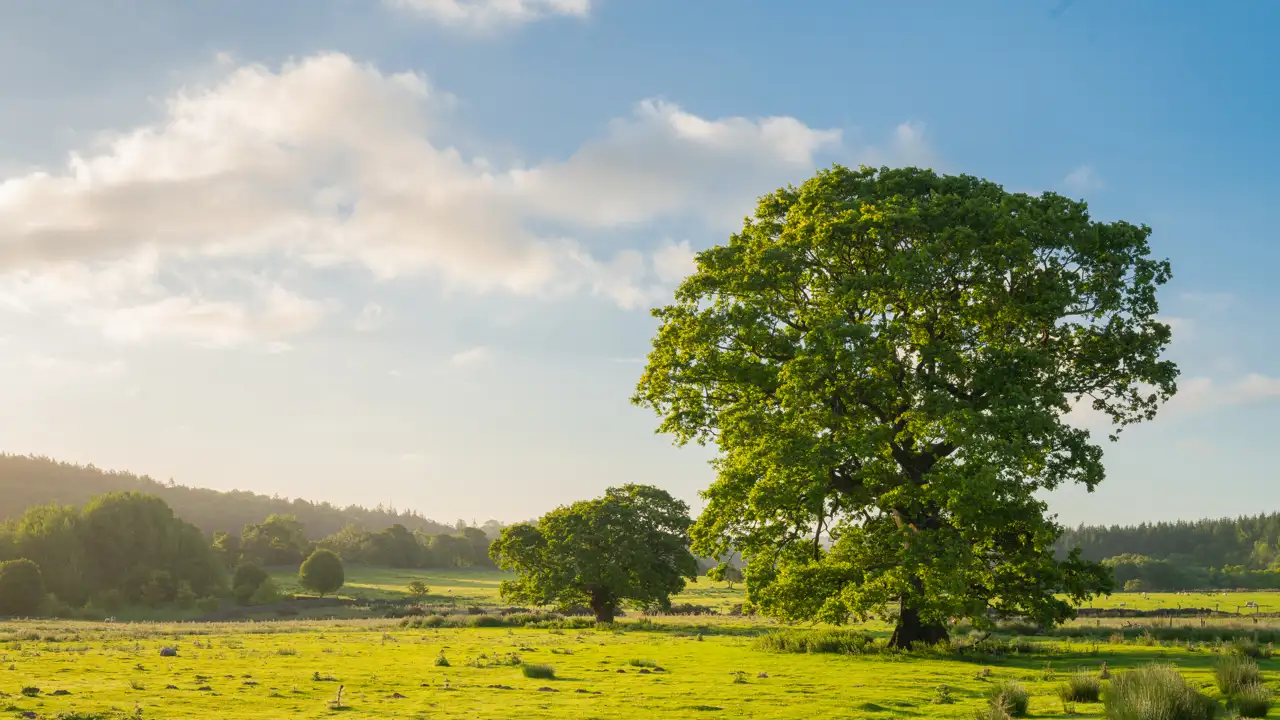 Large oak tree in a sunlit green meadow, with a few smaller trees in the background. The sky is blue with scattered fluffy clouds, and there are distant forests and gentle hills on the horizon.