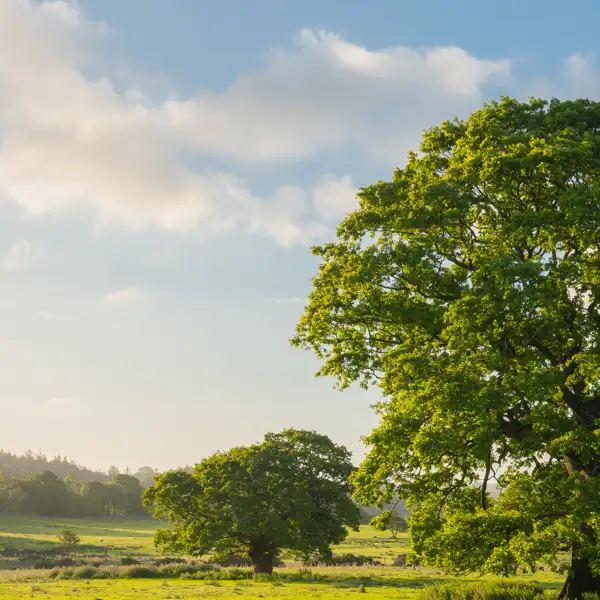 June early morning light