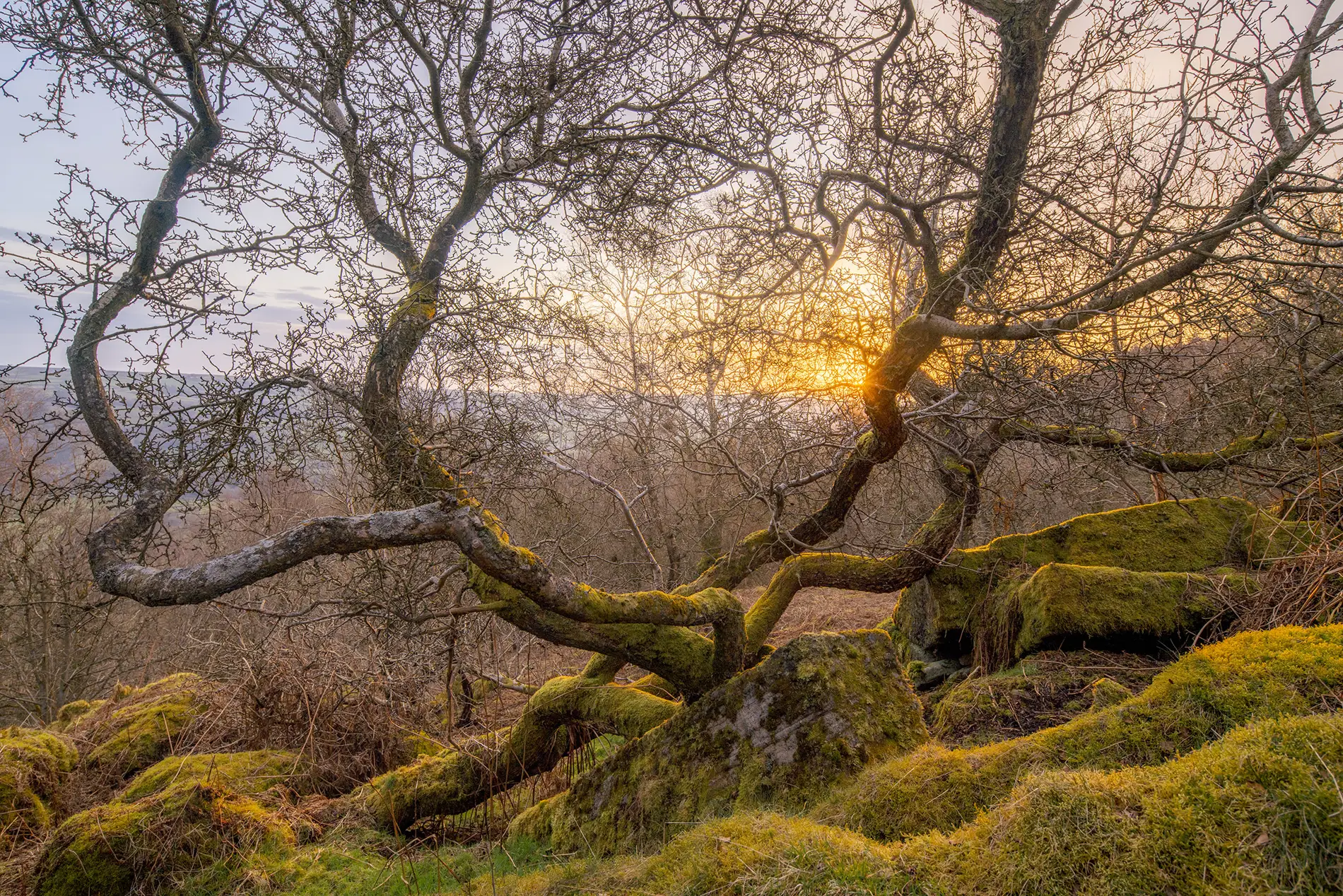 Gnarled moss-covered tree on a moorland hillside at sunset, bare winter branches glowing in golden light