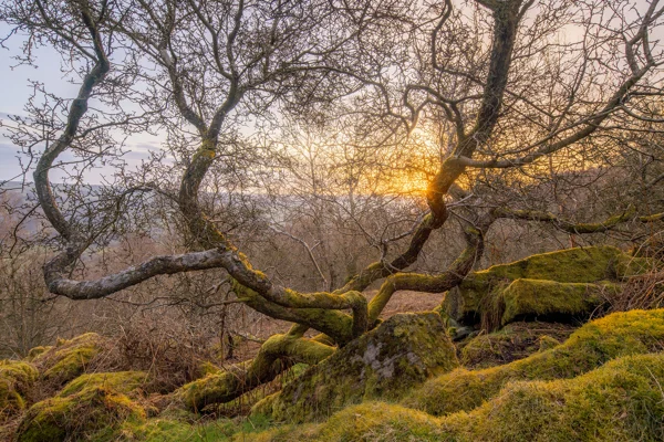 Gnarled moss-covered tree on a moorland hillside at sunset, bare winter branches glowing in golden light