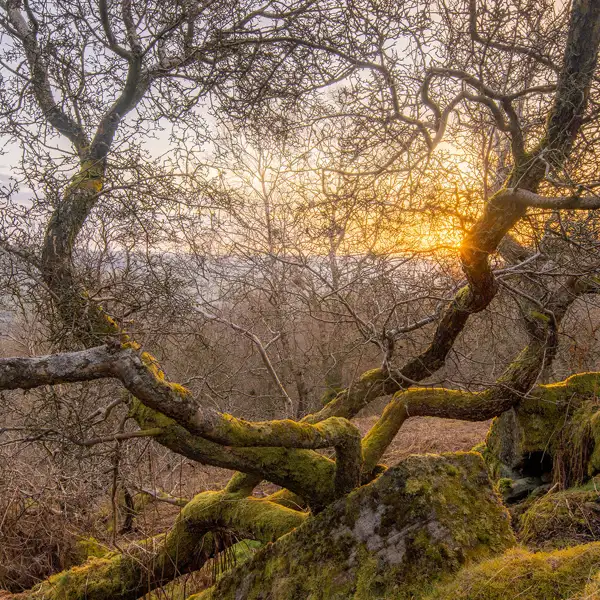 Cold April dawn