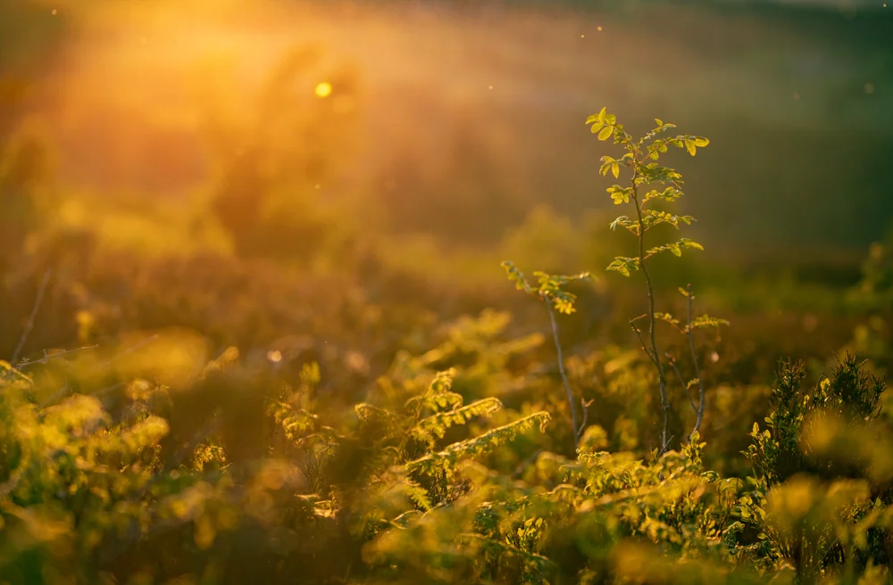 Young rosebush sapling on heathland backlit by golden sunrise, ferns and gorse glowing in low morning light