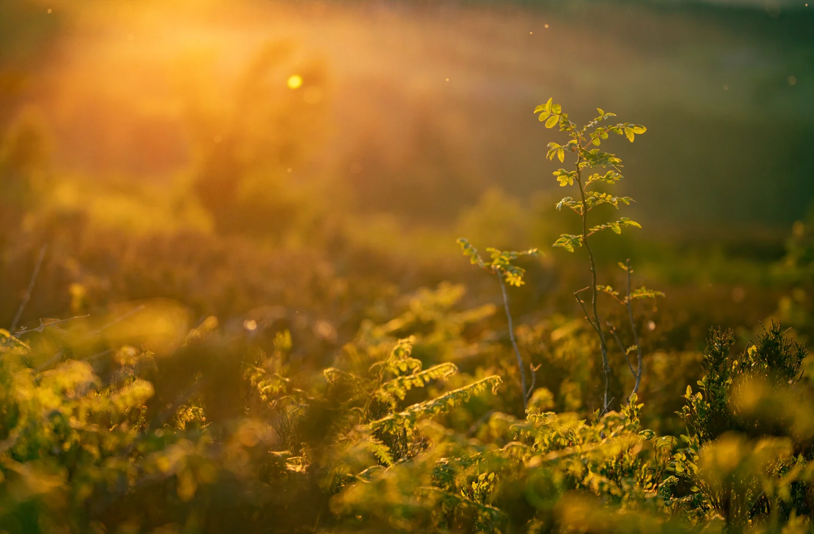 Young rosebush sapling on heathland backlit by golden sunrise, ferns and gorse glowing in low morning light