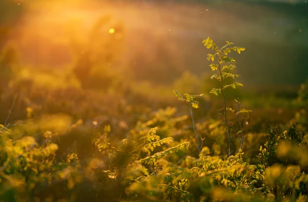 Young rosebush sapling on heathland backlit by golden sunrise, ferns and gorse glowing in low morning light