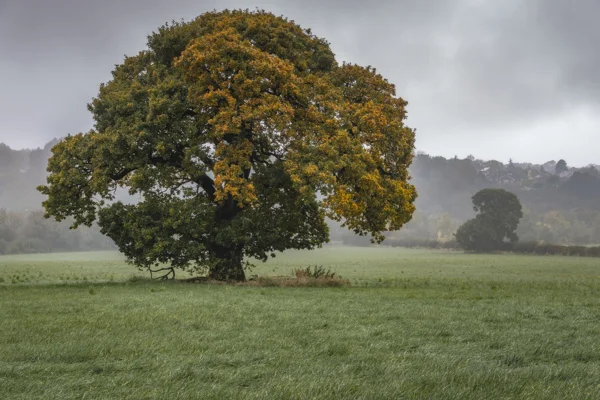 Lone oak tree turning to autumn colour in a misty green meadow under an overcast sky