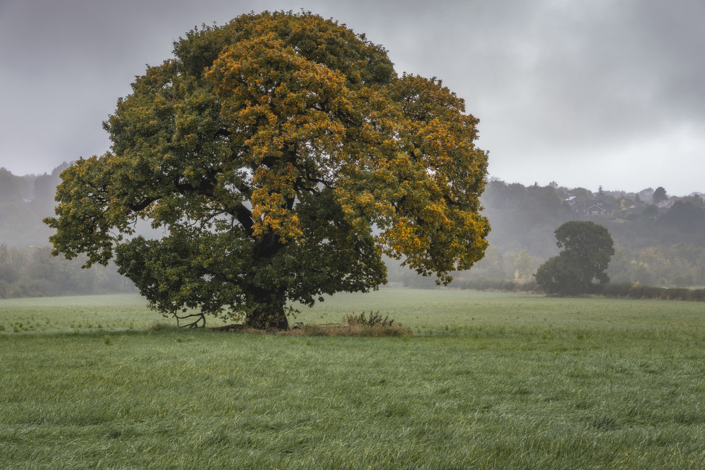  a large green field with trees in the background