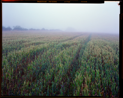 Edge Land:  a field of green grass