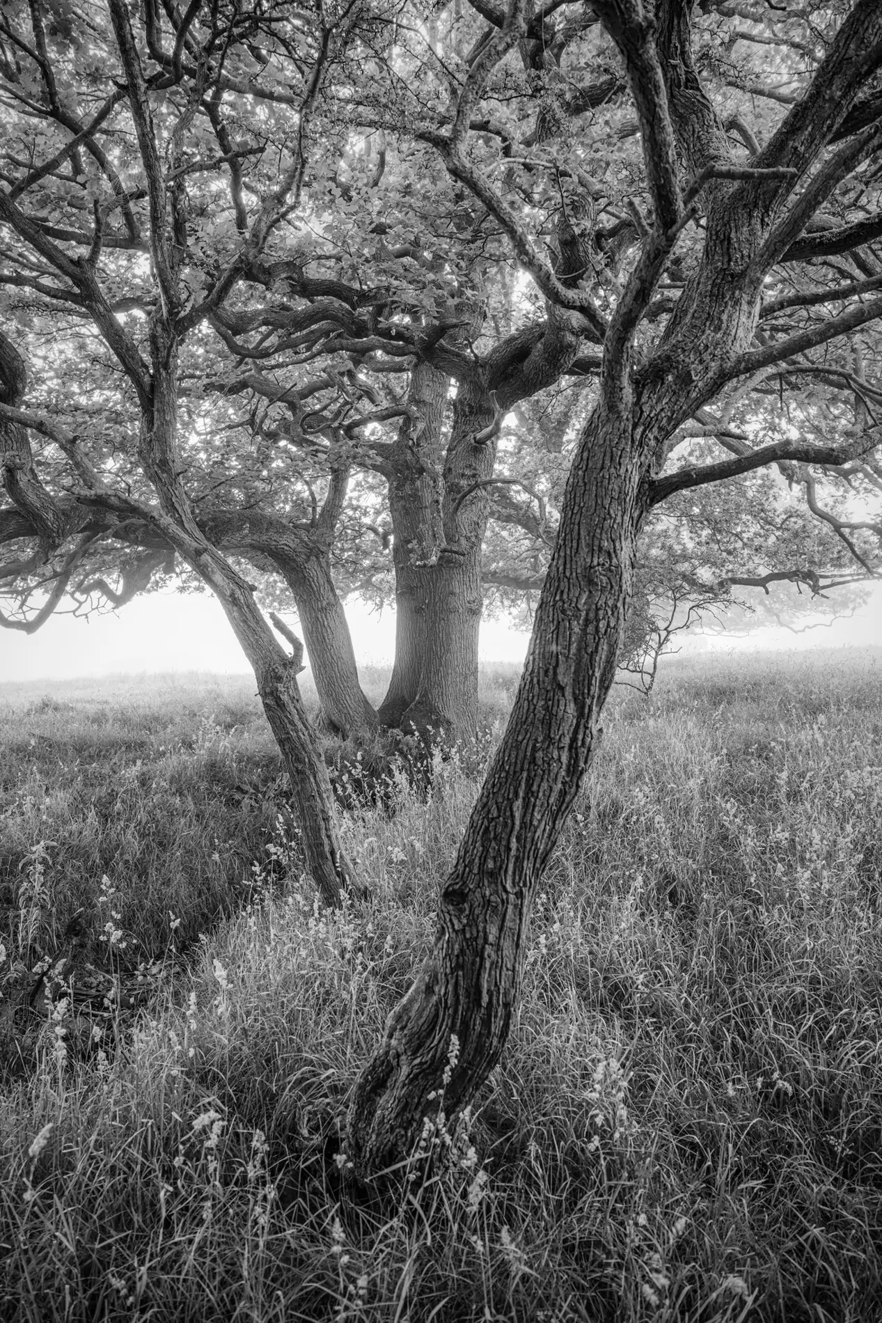 Gnarled oak trees in misty woodland meadow at dawn, black and white