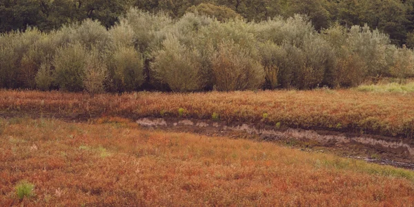 Rust-red marsh grasses and a muddy creek channel below silvery willow scrub in autumn wetland