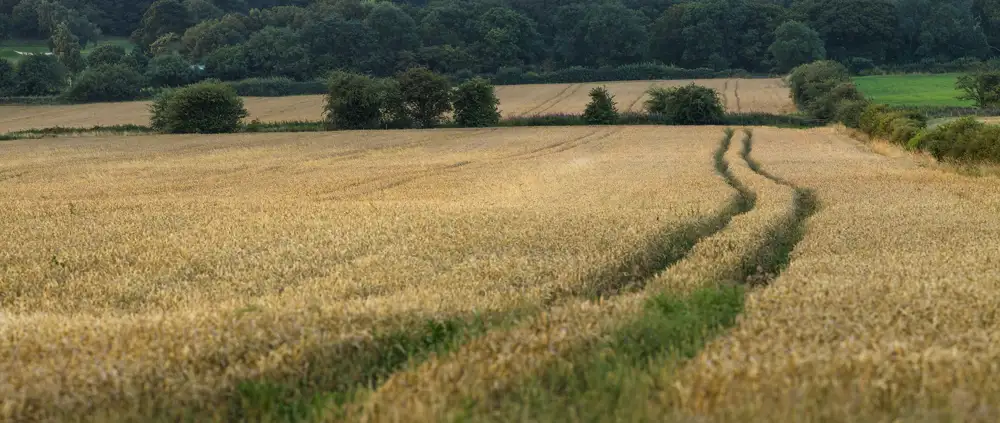 Golden wheat field with two narrow tractor tracks curving through the crops. In the background, a line of dense green trees under a clear sky.