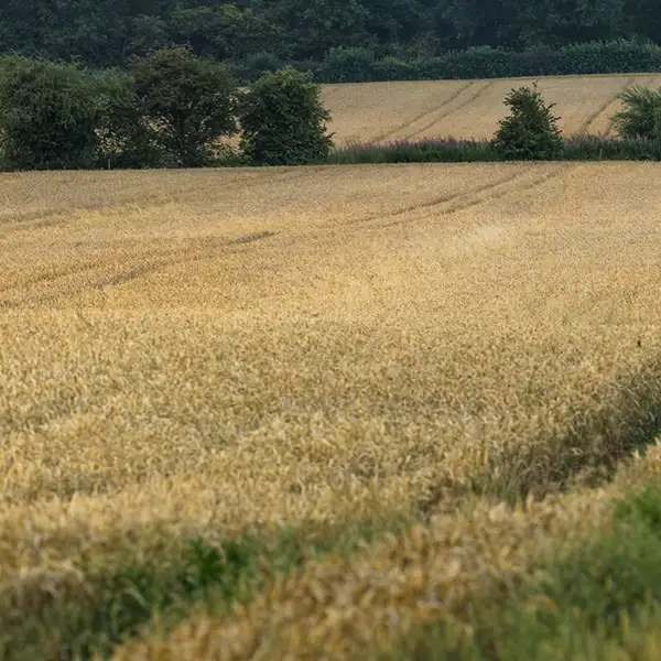 Crimple viaduct and fields