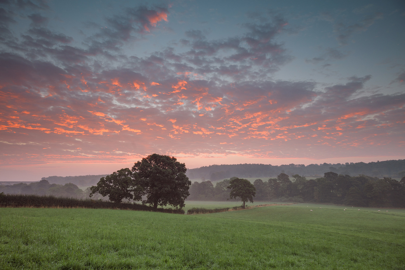 Dawn in the Crimple Valley a large green field with trees in the background