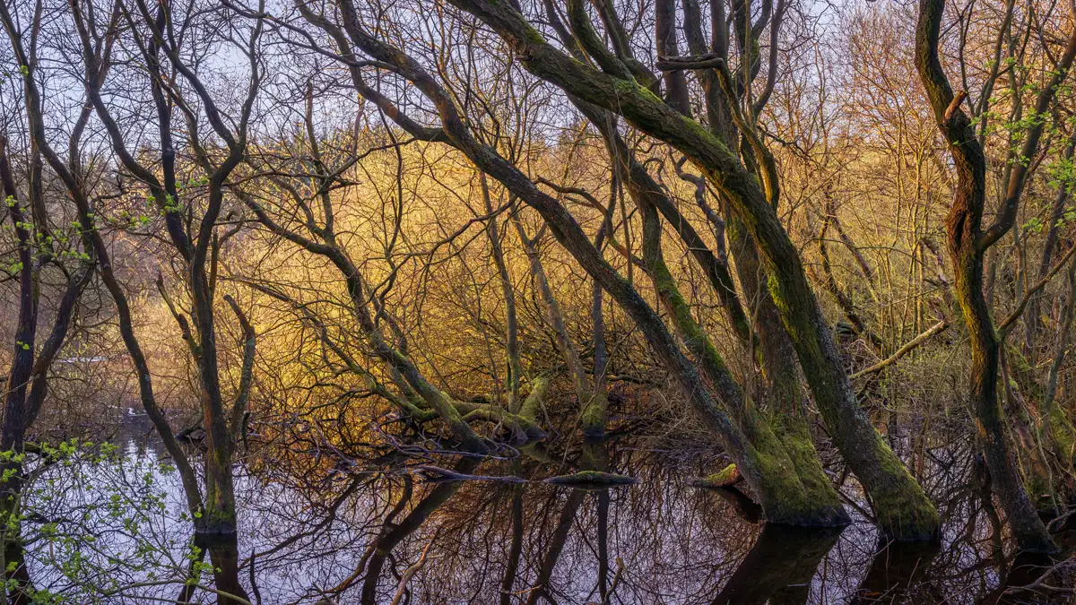 Bare trees with twisted trunks and branches create intricate patterns against a backdrop of golden light. The scene reflects in a calm body of water, capturing the early signs of spring with fresh green leaves emerging. The light illuminates the trees, enhancing the contrast between the dark trunks and the bright background.