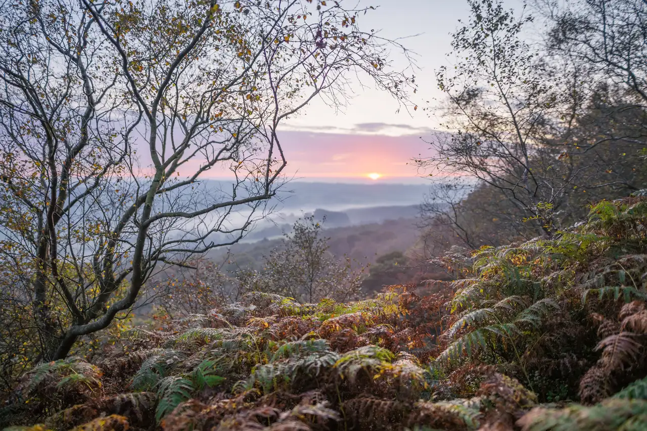 Sunset view over a misty landscape framed by slender tree branches with sparse autumn leaves. In the foreground, brown and green ferns cover the ground. The horizon glows with warm pink and orange hues as the sunset dips below distant hills, creating a serene and tranquil atmosphere.