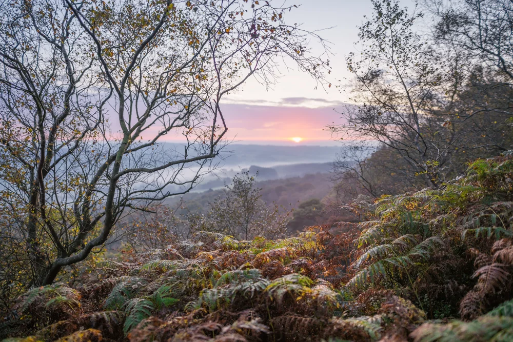 Sunrise over a misty wooded valley framed by bare trees and golden autumn bracken on a heathland ridge
