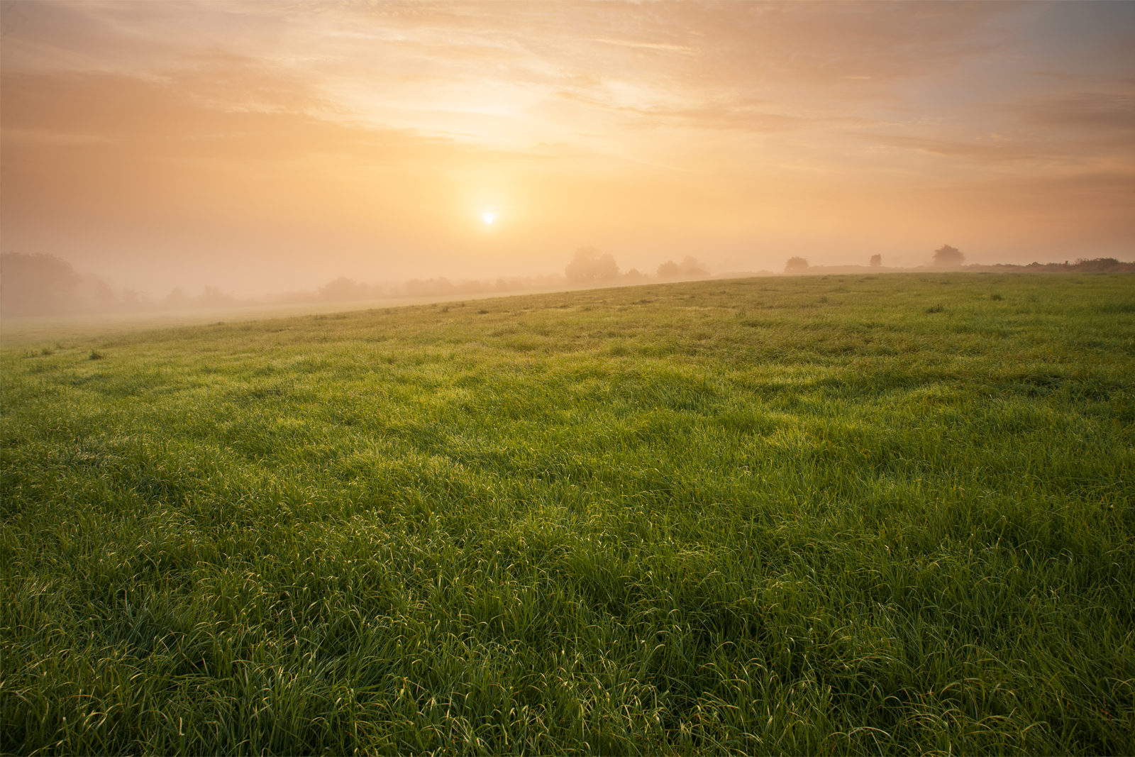 Rolling green meadow under a misty, golden sunrise sky. The horizon is lined with silhouettes of distant trees, blending into the soft morning haze.