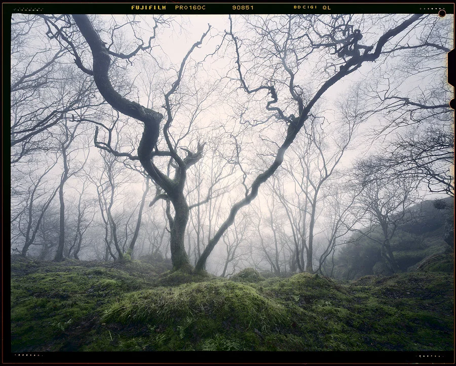 Enchanted Woodland