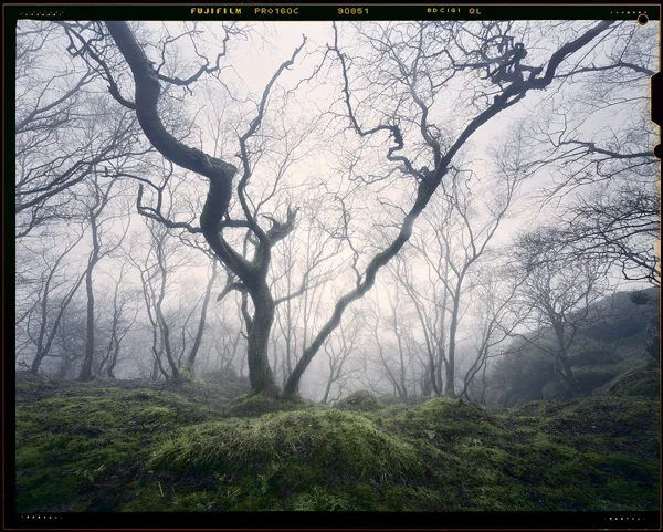 Enchanted Woodland