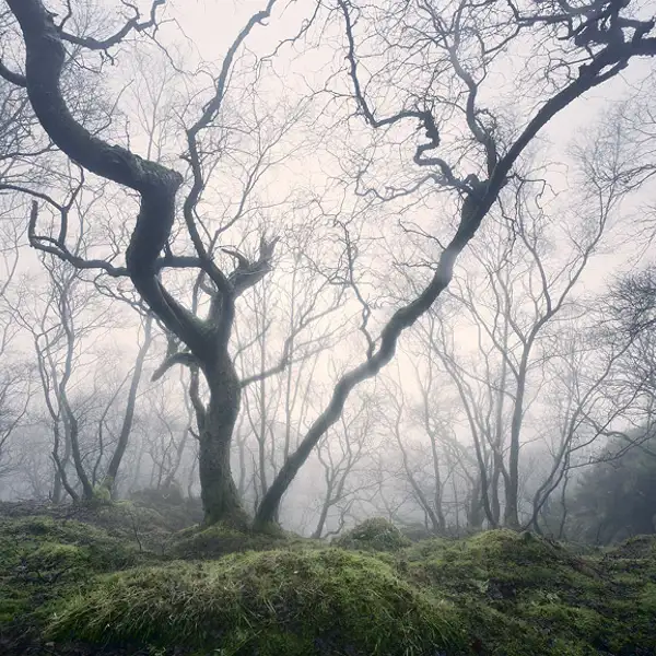 Enchanted Woodland
