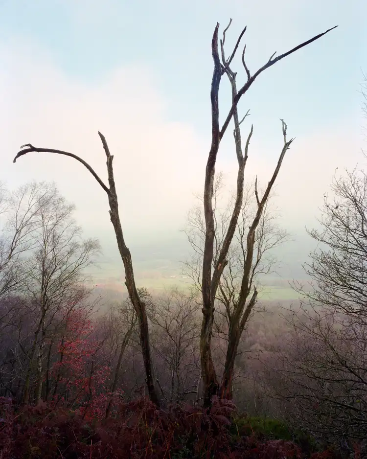 Dead Tree 01 20Mic 2