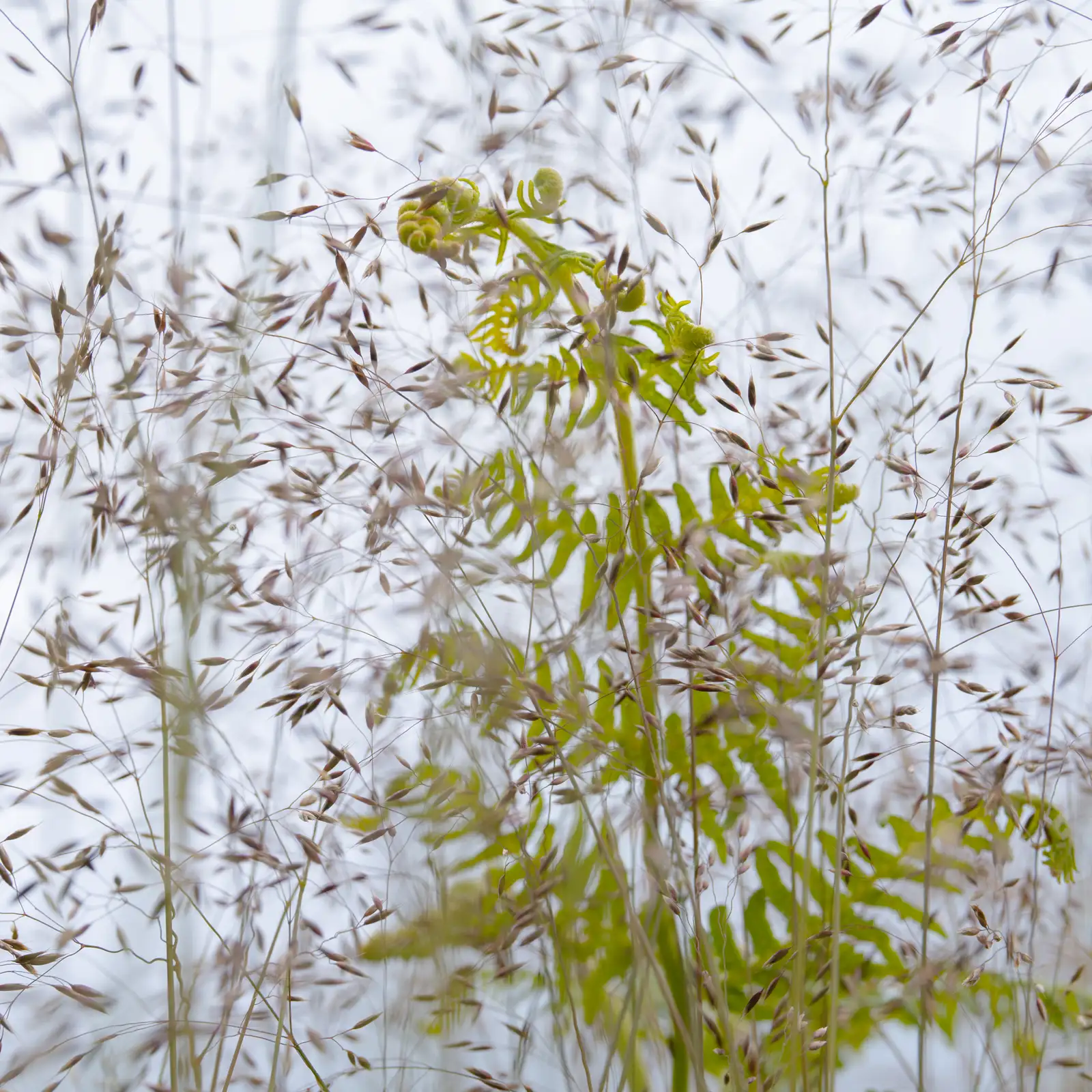 Delicate strands of tall, slender grass with brown seed heads surround a bright green fern with coiled fronds. The background is softly blurred, emphasising the intricate details of the plants.