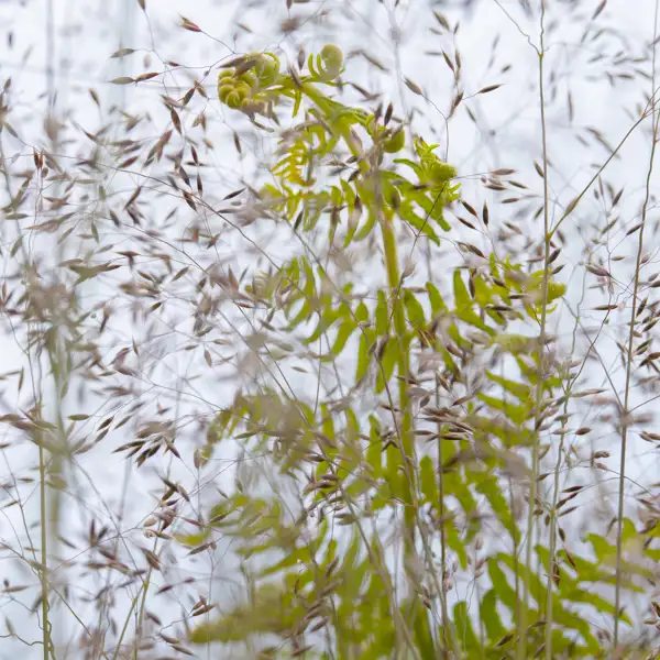 Grasses and Ferns