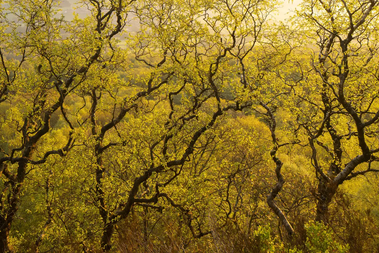 Sunlit woodland landscape with a dense cluster of bare trees and fresh green leaves. The tangled branches create intricate patterns against a backdrop of softly lit foliage, giving a warm and tranquil atmosphere.