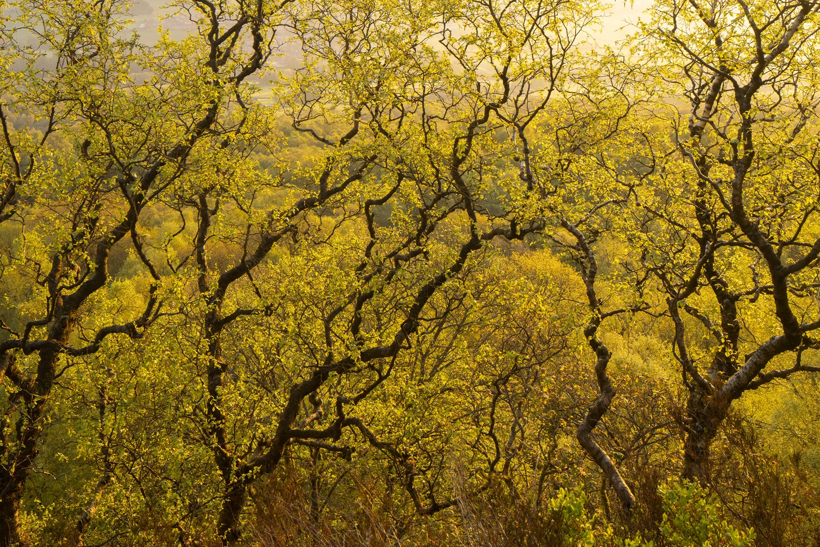 Twisted oak branches with fresh green spring leaves in woodland, backlit by warm golden morning light