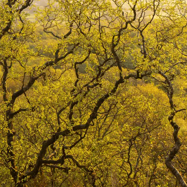 Early May Leaves