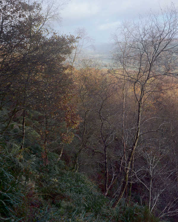 a tree in a forest