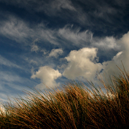 Moorland: Moorland