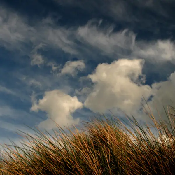 Moorland
