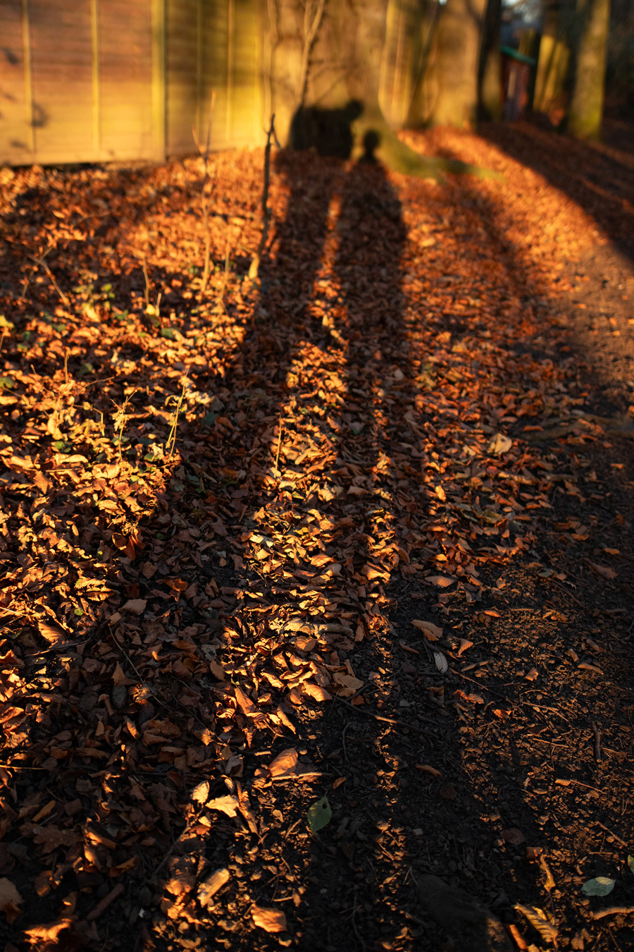  a shadow of a person on a path with leaves on the ground