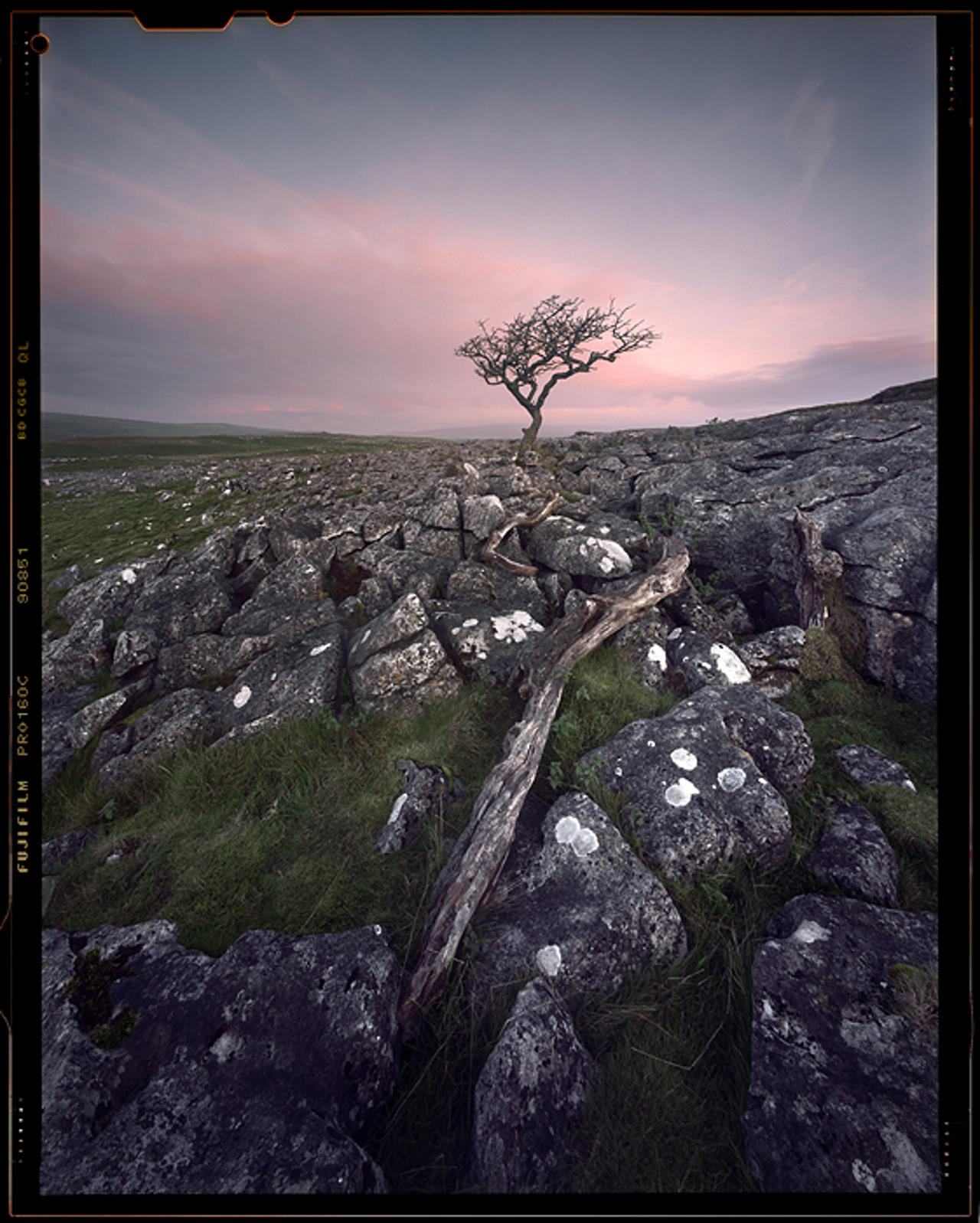 Lone tree at dawn, Malham