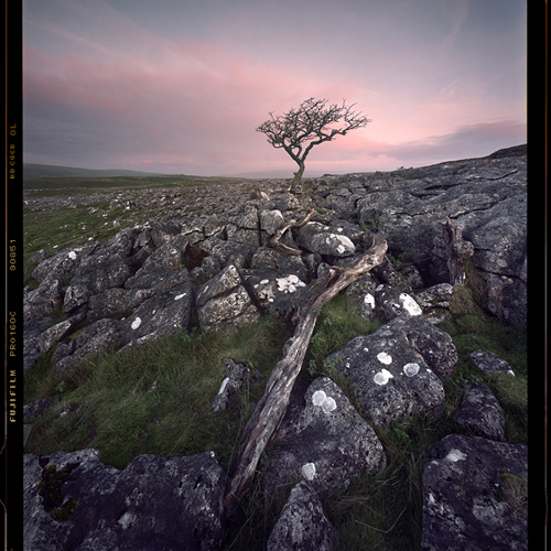 Lone tree at dawn, Malham: Lone tree at dawn, Malham