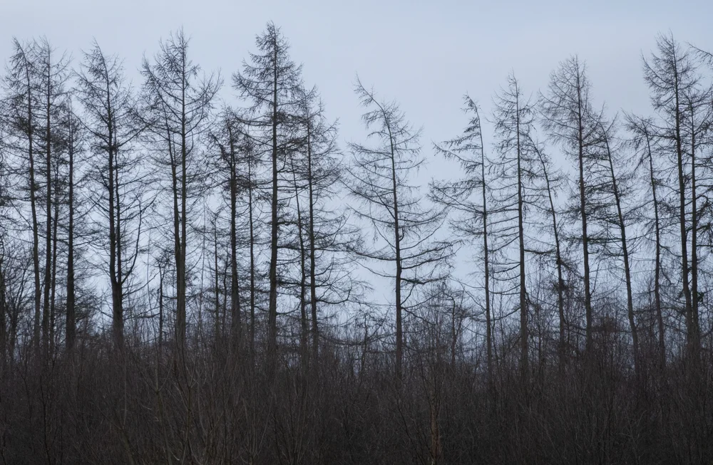 Bare larch trees silhouetted against a pale grey winter sky in dense woodland