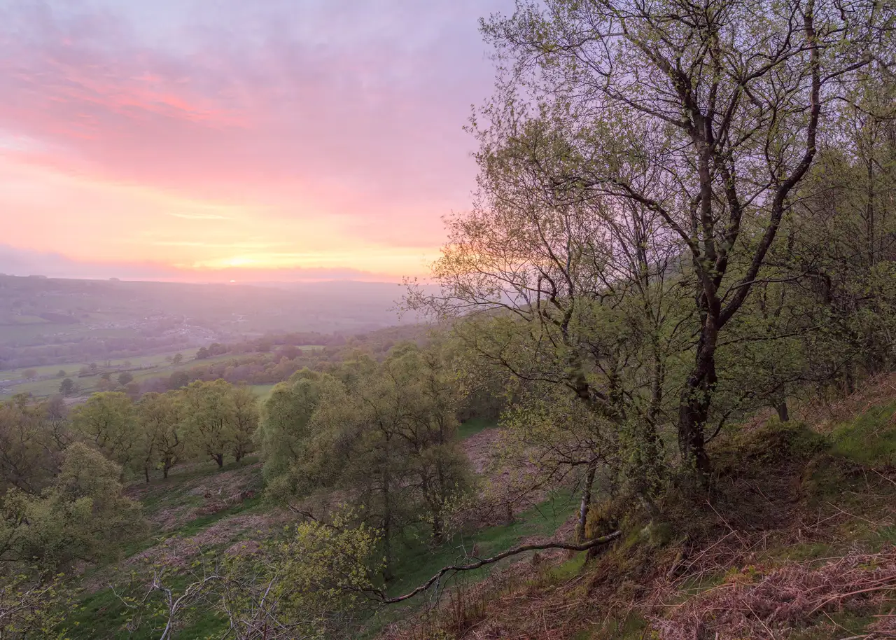 Hilly landscape at sunrise with a soft pink and orange sky. The foreground features a steep hillside covered in sparse, young trees with light green leaves. The valley below is dotted with more trees and fields, extending towards the horizon where the sun is just above the distant hills. The scene has a tranquil, pastoral feel.