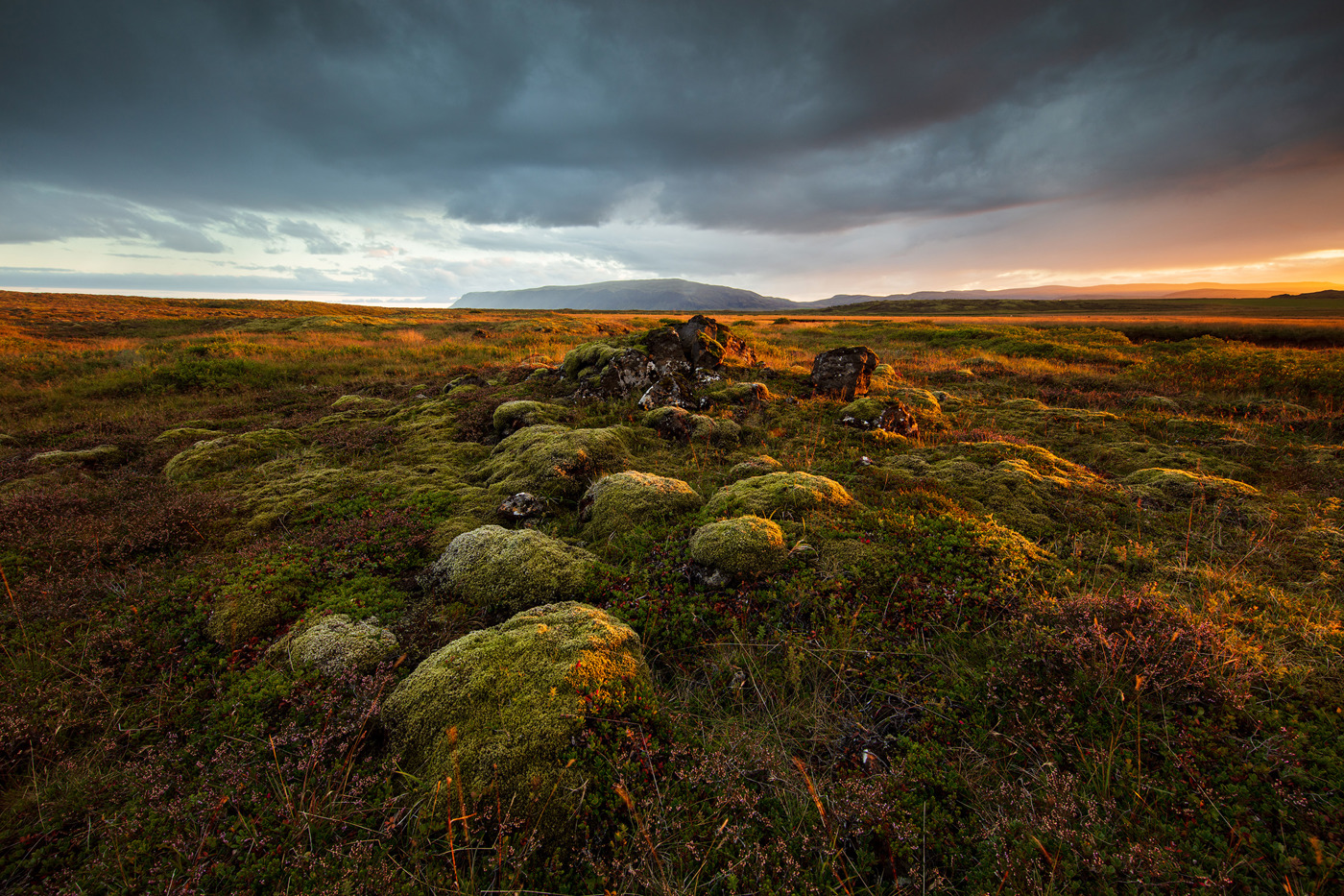  a field of mossy rocks
