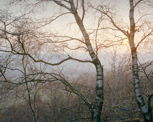 A Journey Through Ancient Woodland:  a large tree in a park