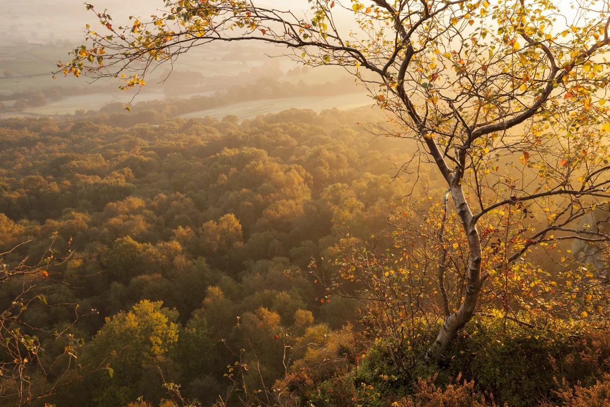 Silver birch on a ridge above misty autumn woodland at golden sunrise, overlooking a hazy valley